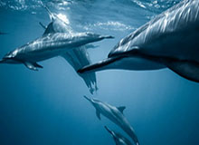 开元官方网站-皮尔洛：未来10场都是决赛 这4名球员或成关键先生